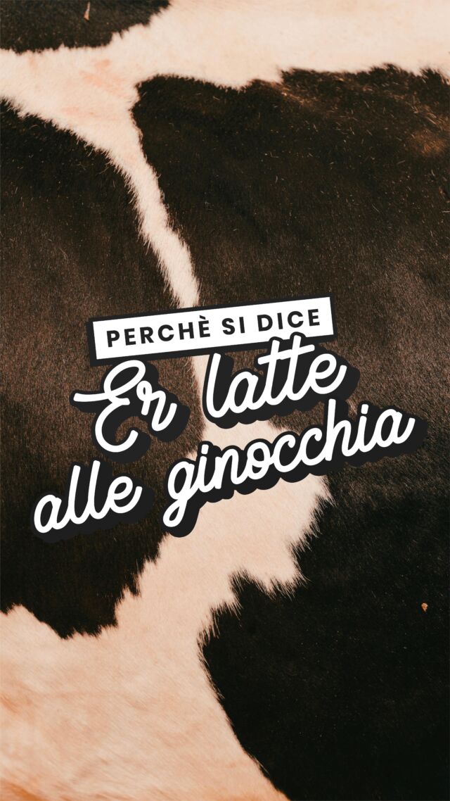 Me sta a veni’ er latte alle ginocchia!

😑 A Roma si usa per esprimere una situazione di noia assoluta o per rivolgerci ad una persona particolarmente prolissa.

Ma sapete perché se dice così?

 🐮 Questa espressione deriva dalla tecnica manuale di mungitura delle mucche. Durante la quale occorre sedersi su uno sgabello, posizionare un secchio sotto sotto le mammelle e iniziare a mungere.

🥛Si munge finché il latte nel secchio non sia arrivato al livello delle ginocchia.
Capite bene che è un processo molto lungo e soprattutto noioso! 

Questa espressione è usata in tutta Italia 🇮🇹, ma in romanesco ha tutto un altro sapore! 

#PerchéSeDice #LatteAlleGinocchia #Sapevatelo #RomeIsMore